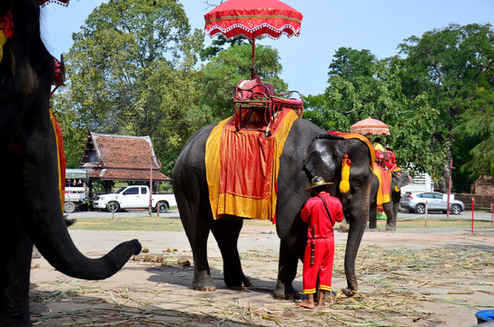 Traveler riding elephant for tour around Ayutthaya ancient city