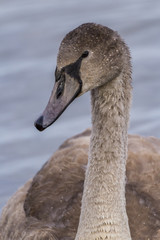 junger Höckerschwan 