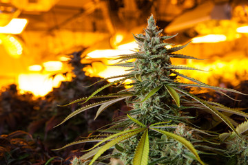 Marijuana in a grow room under lights