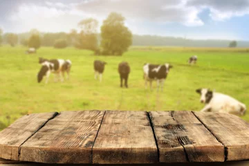 Foto op Aluminium cows and wooden space  © magdal3na