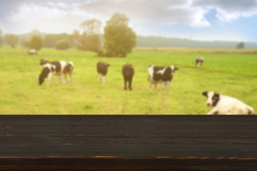 Obraz premium cows and wooden space 