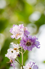Tabaek is beautiful bunches of pink flowers.