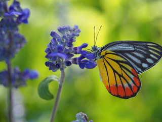 Close Up Of Butterfly On A Flower