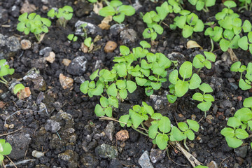young plant