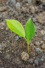 young plant