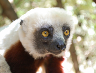 Lemur. Wildlife in Madagascar