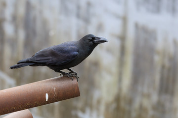 Large-billed Crow