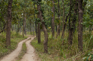 forest in nation park and blue background