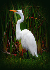 Great Egret Bird (White Heron) 