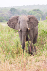 Fototapeta na wymiar African elephant. Kruger National park. South Africa