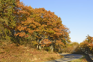 Fall Colors along a Mountain Road
