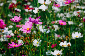 cosmos flowers field.