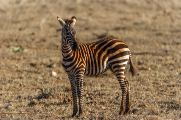 Fototapeta na wymiar Zebra im roten Sand des Tsavo East Nationalpark