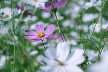 pink cosmos flower with selective focus in the garden.