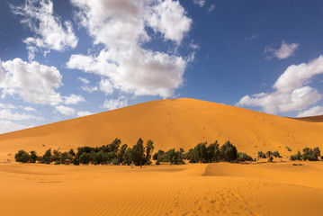 Fototapeta na wymiar oasis in the Sahara desert