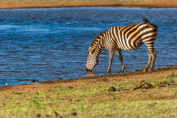 Fototapeta na wymiar Zebra am Wasserloch