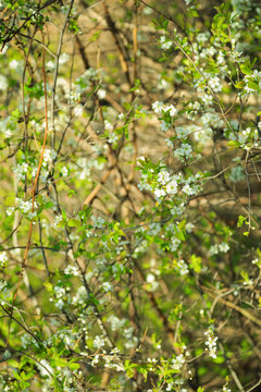 Natural spring blooming tree background for a portrait