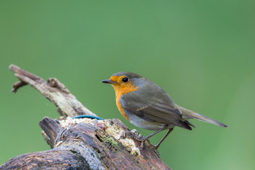 Rotkehlchen