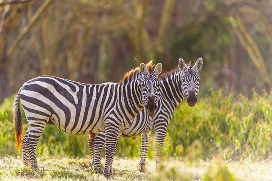 Zwei Zebras mit dem Blick in die Kamera