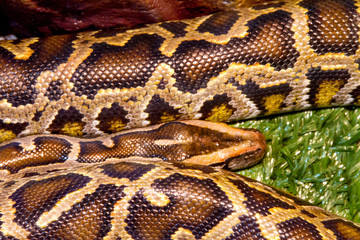 Image animal reptile spotted a boa