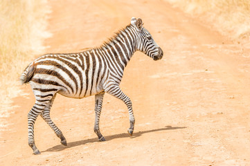 Trabendes kleines Zebra 