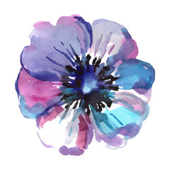 Watercolor illustrations of blue flower isolated on white background.  - 99646996