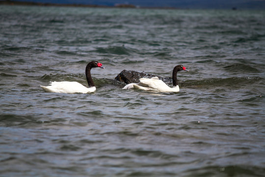 familia de cisnes de cuello negro