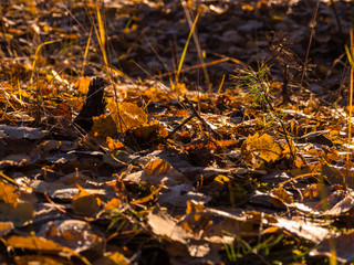 Autumn leaves on a meadow