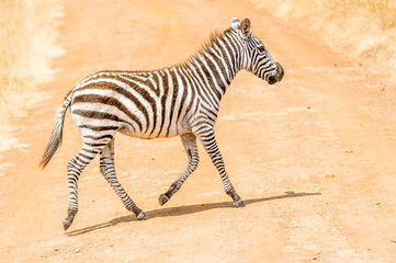 Kleines Zebra im trab