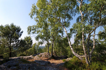 marque de grande randonnée en forêt de Fontainebleau