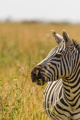 Portrait eines Zebras