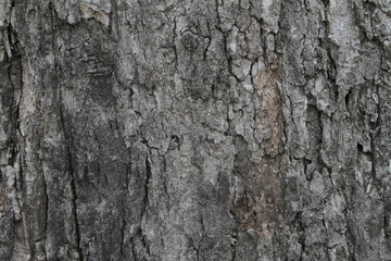 tree bark