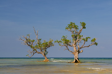 2 mangrove tree's standing in the water on the island Siquijor, Phillippines.