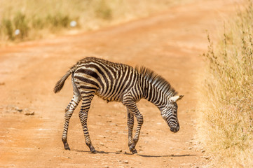 Fototapeta na wymiar Kleines Zebra auf einem Feldweg,