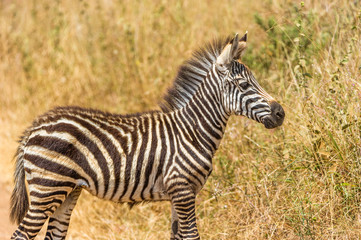 Junges Zebra steht in der Savanne