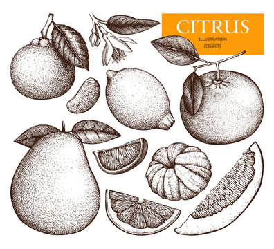 Vintage Ink hand drawn collection of citrus fruits isolated on white background. Vector illustration of highly detailed citrus fruits sketch