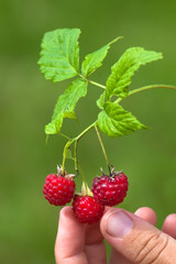 hand picking berries of raspberries