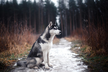 Dog Siberian Husky walking