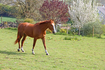 Obraz premium Brown horse