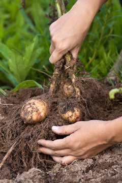 hands digging potatoes