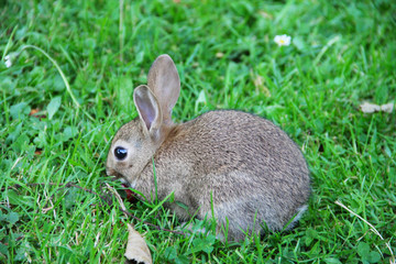 Baby rabbit in grass