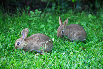 Baby rabbits in grass