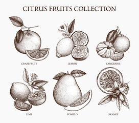 Vintage Ink hand drawn collection of citrus fruits isolated on white background. Vector illustration of highly detailed citrus fruits sketch