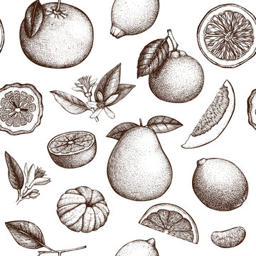 Vintage seamless pattern with  Ink hand drawn citrus fruits isolated on white . Vector highly detailed citrus fruits background