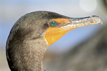 Macro of a Florida cormorant