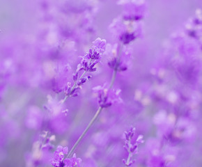 Fototapeta na wymiar field lavender flowers
