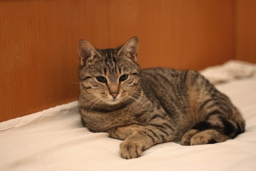 Brown tabby cat lying on human bed. Selective focus.