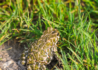 Erdkröte Kröte sitzt im Gras