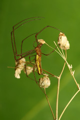 Long jawed spider on the green backround