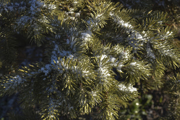Зимние деревья блестят на солнце покрытые снегом и льдом